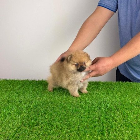 Pomerániai törpespitz