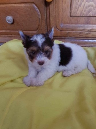 Yorkshire terrier biewer csoki