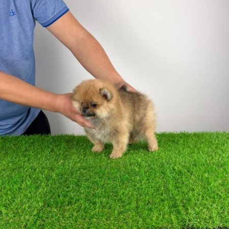 Pomerániai törpespitz