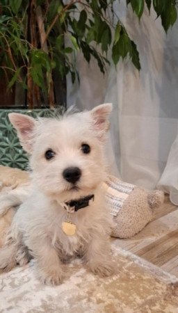 West Highland White Terrier