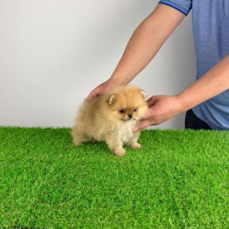 Pomerániai törpespitz