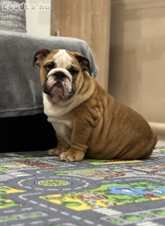 Angol Bulldog