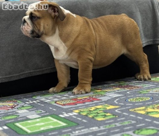 Angol Bulldog
