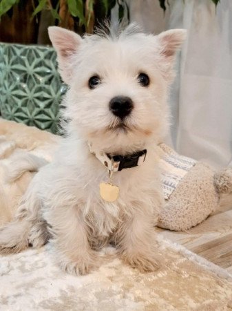 West Highland White Terrier