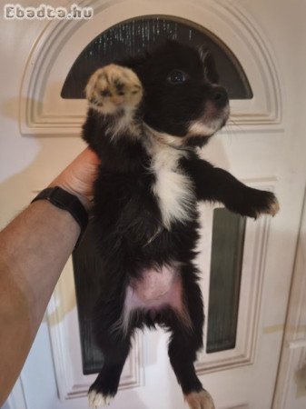 Border collie kiskutyák eladók!