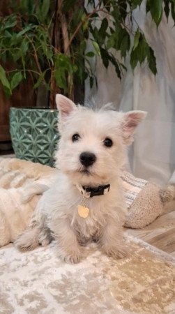 West Highland White Terrier