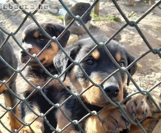 3 honapor rottweiler eladó