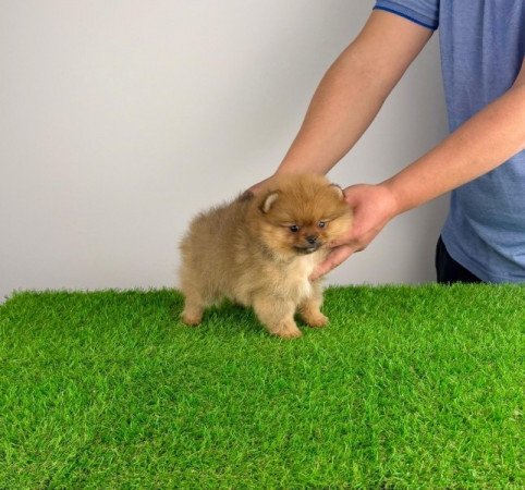 Pomerániai törpespitz