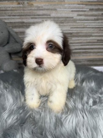 Bichon Havanese