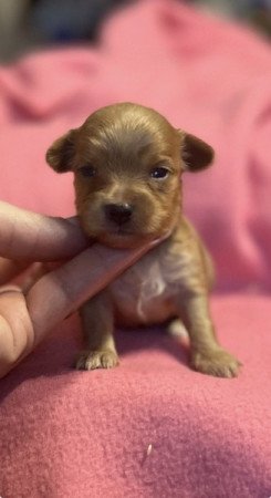 Golddust színes Yorkshire terrier