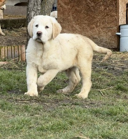 Középázsiai juhász