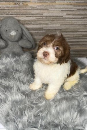 Bichon Havanese