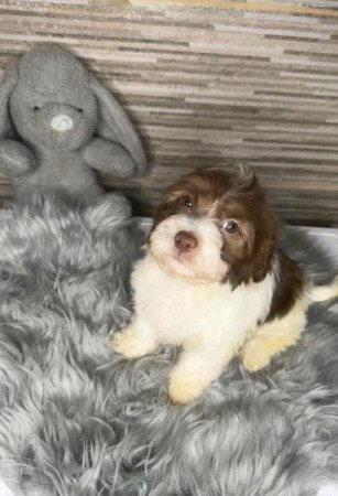 Bichon Havanese