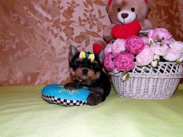 Yorkshire Terrier, Yorki