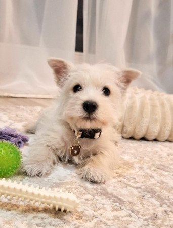 West Highland White Terrier