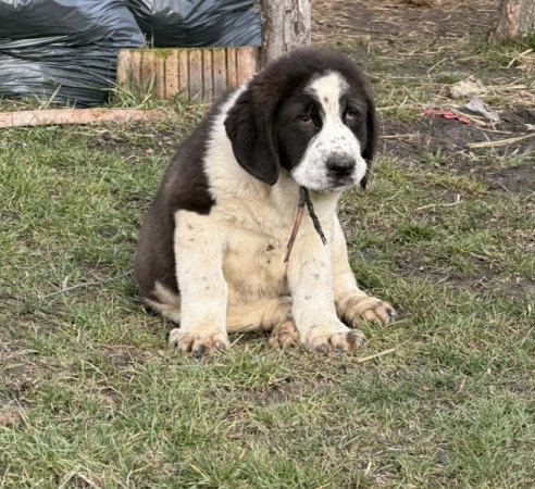 Középázsiai juhász