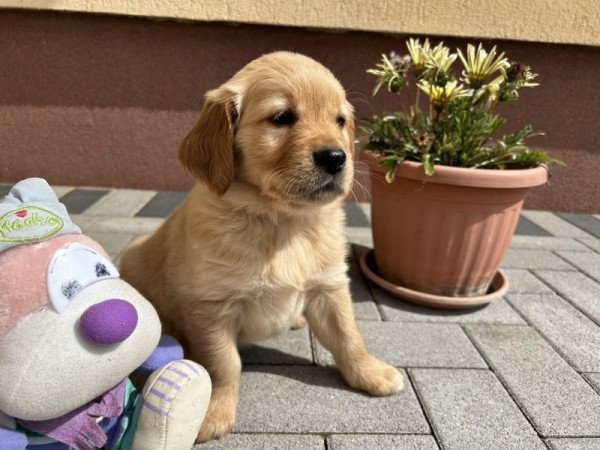 Golden Retriever