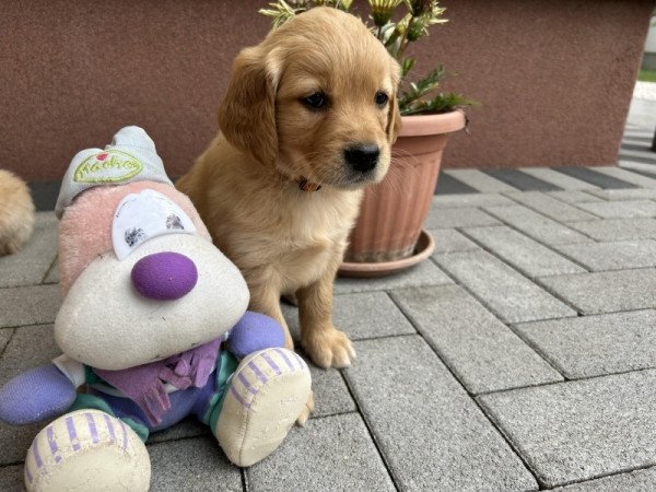 Golden Retriever