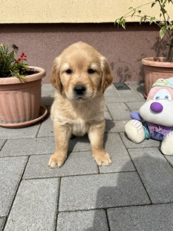 Golden Retriever