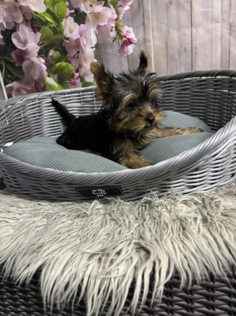 Yorkshire terrier