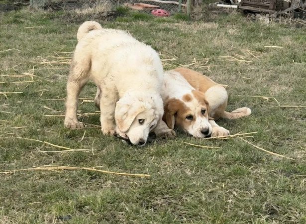 Középázsiai juhász