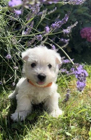 West Highland White Terrier