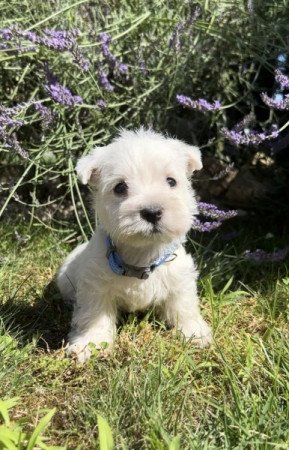 West Highland White Terrier