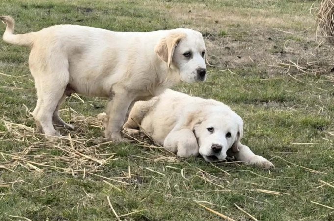 Középázsiai juhász