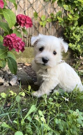 West Highland White Terrier