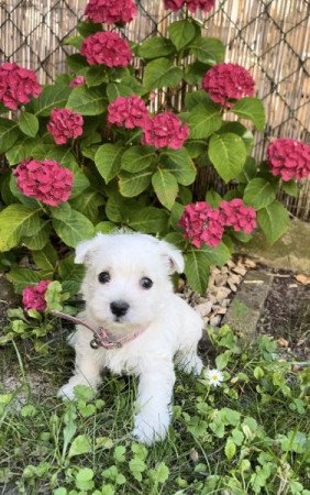 West Highland White Terrier