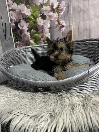 Yorkshire terrier