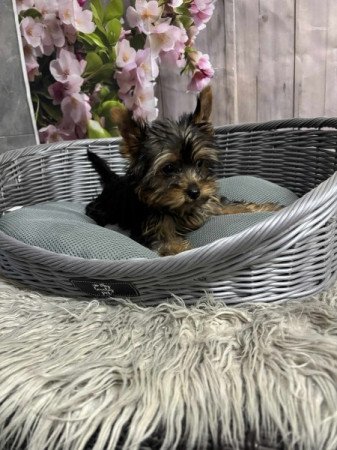 Yorkshire terrier