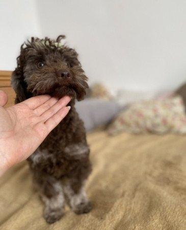 Maltipoo maltai selyem es toy uszkar