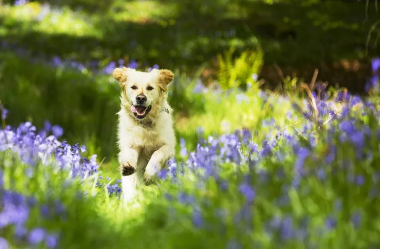 Új vakcina a kutyarák megelőzésére