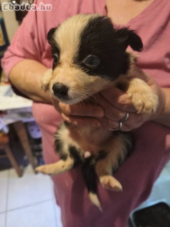 Border collie kiskutyák eladók!