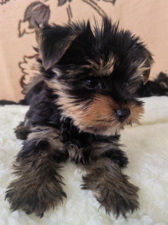 Yorkshire terrier