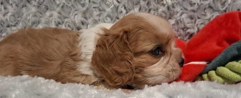 Cavalier King Charles spániel