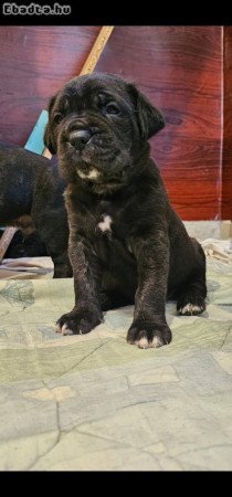 Cane Corso kölykök