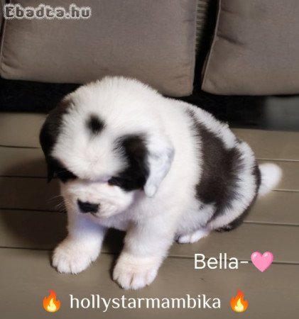 Eladó Bernáthegyi minőségi kiskutyák