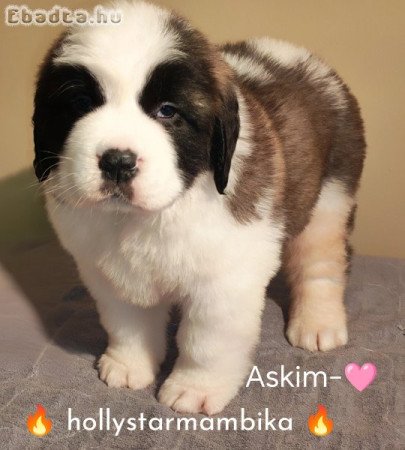 Eladó Bernáthegyi minőségi kiskutyák