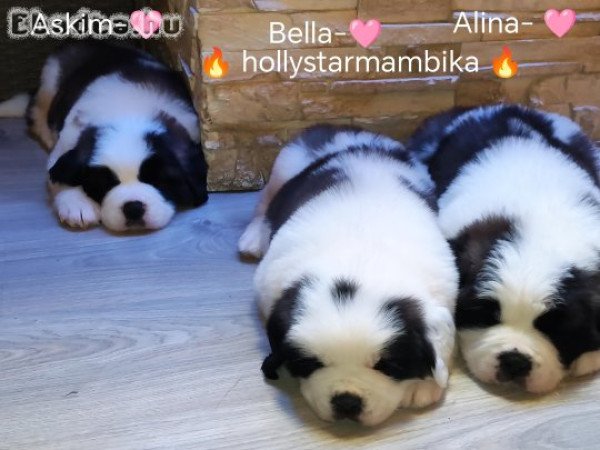 Eladó Bernáthegyi minőségi kiskutyák