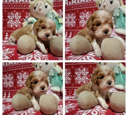 Cavalier King Charles spániel