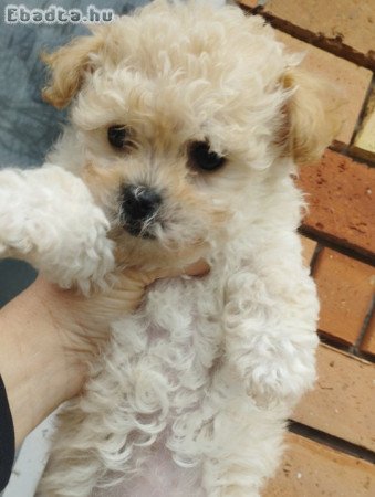 Bichon havanese