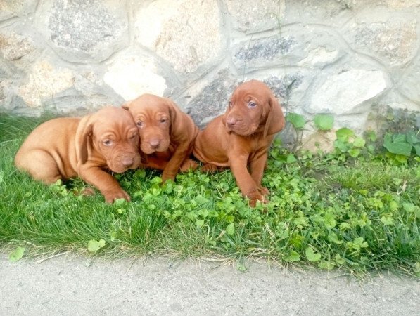 Magyar vizsla