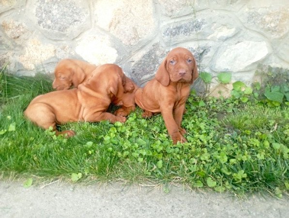 Magyar vizsla