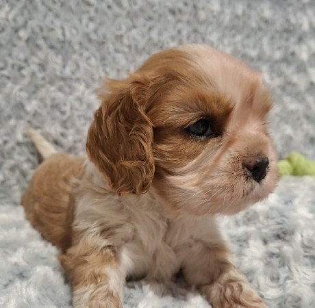 Cavalier King Charles spániel