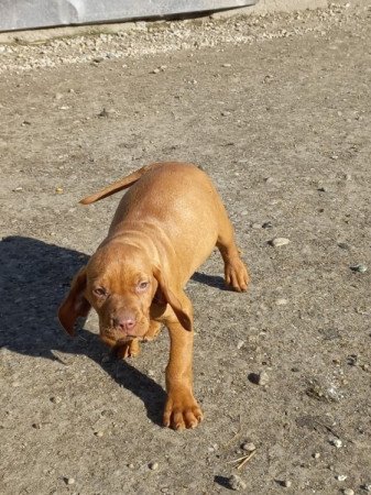 magyar vizsla
