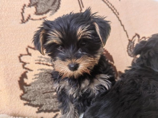 Yorkshire terrier