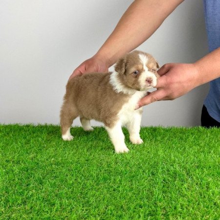 Ausztrál juhászkutya