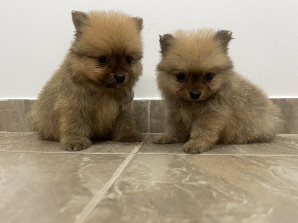 Győr-Győr-Moson-Sopron